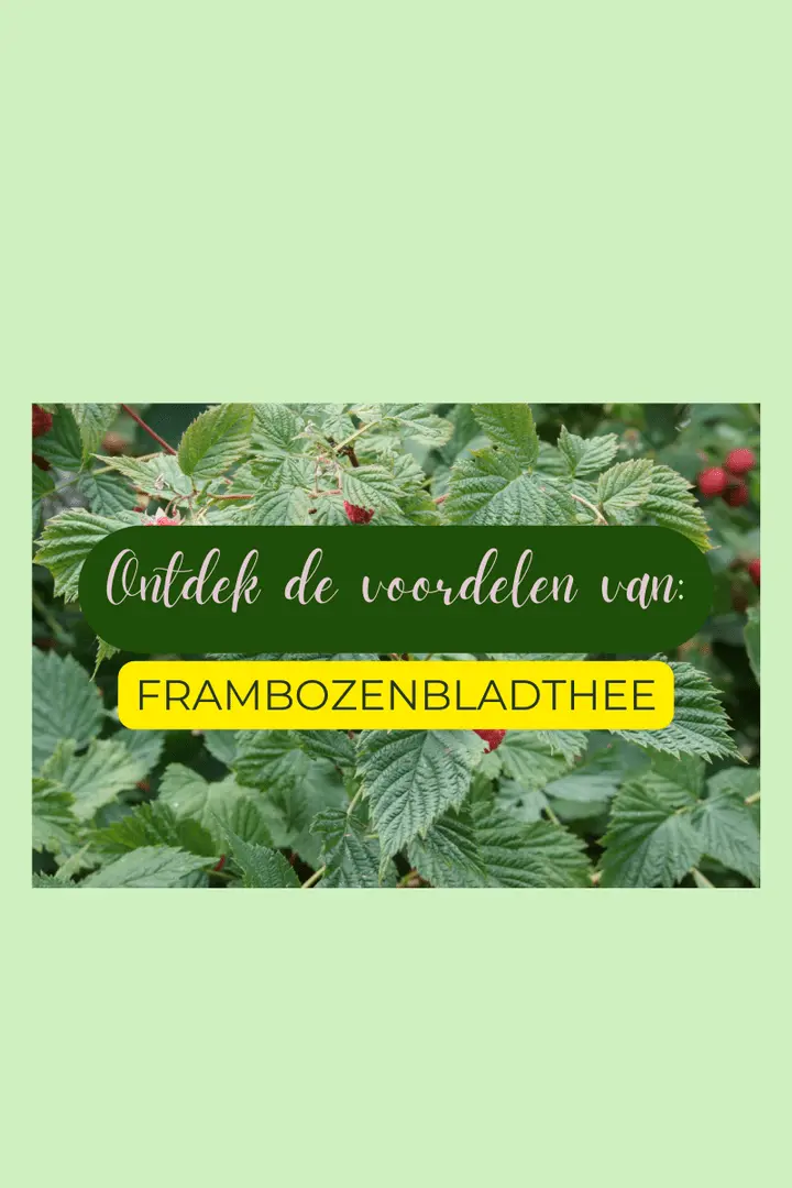 de voordelen van frambozenblad